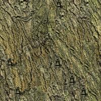 seamless tree bark 0005